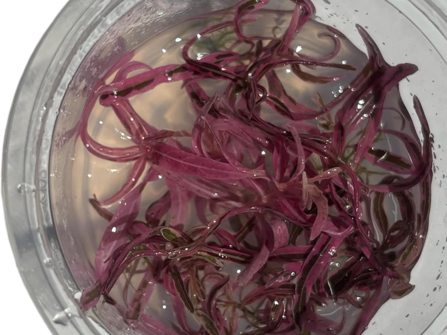 Hygrophila Sp Chai - Tissue Culture