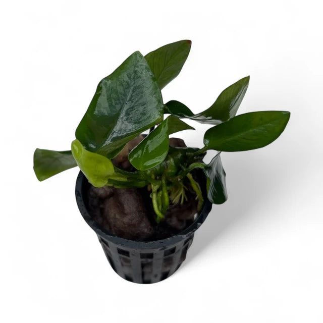 Anubias Nana