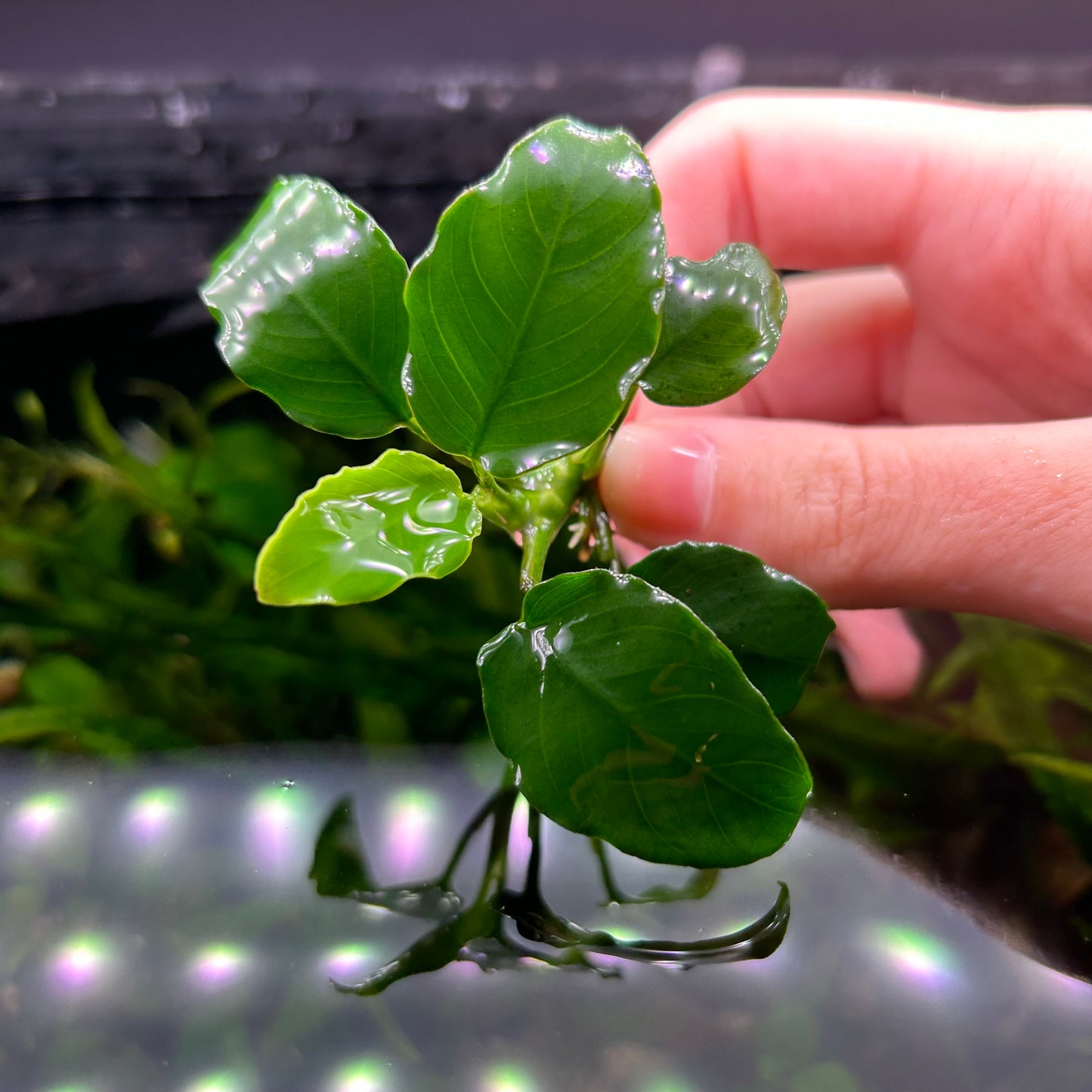 Anubias Barteri ‘Nana’ Potted 3cm Terracotta Pot - Aquarium Fish Tank Aquatic Plan