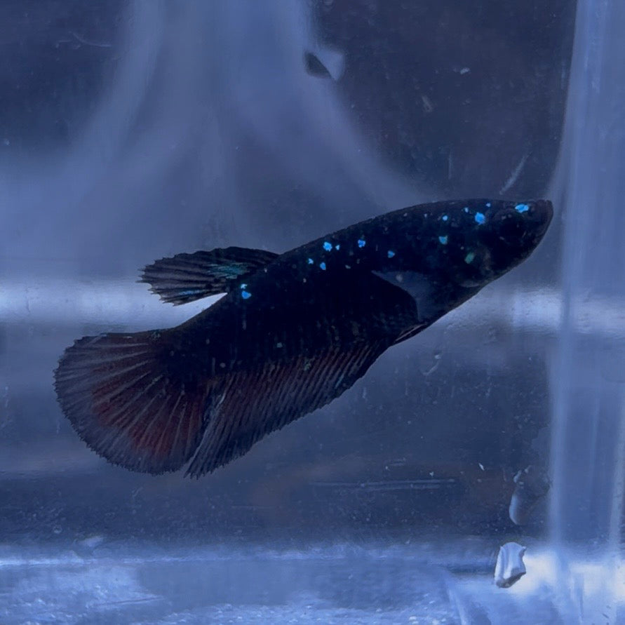 Halfmoon Avatar Betta Pair (C)