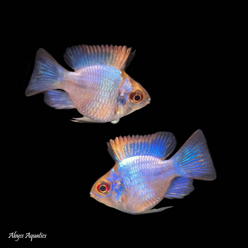 Electric Blue Balloon Ram 3cm