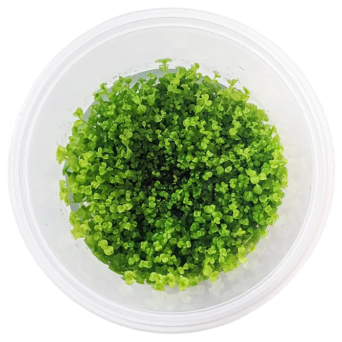 Micranthemum 'Takashi Carpet' - Tissue Culture