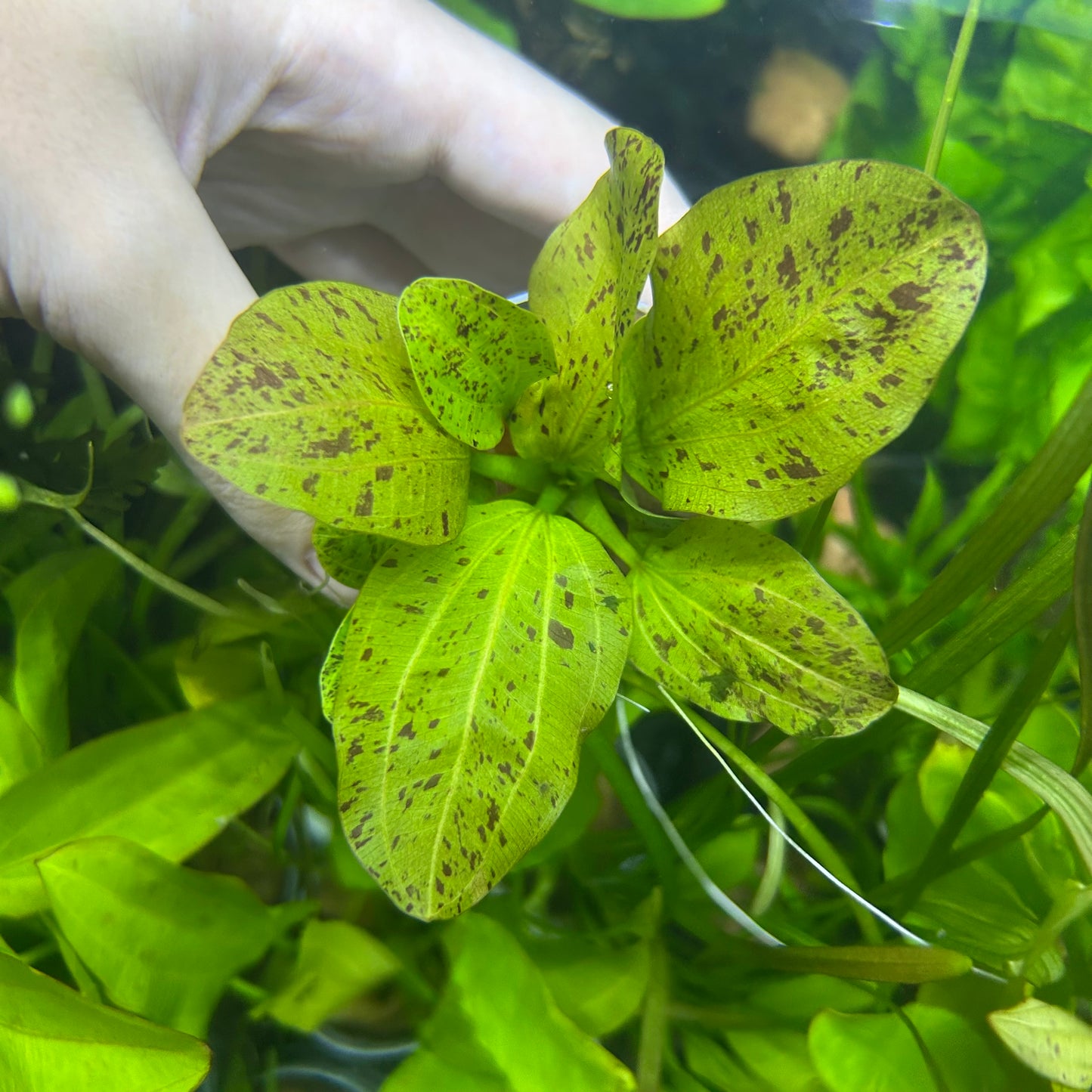 Echinodorus Green Ozelot ★