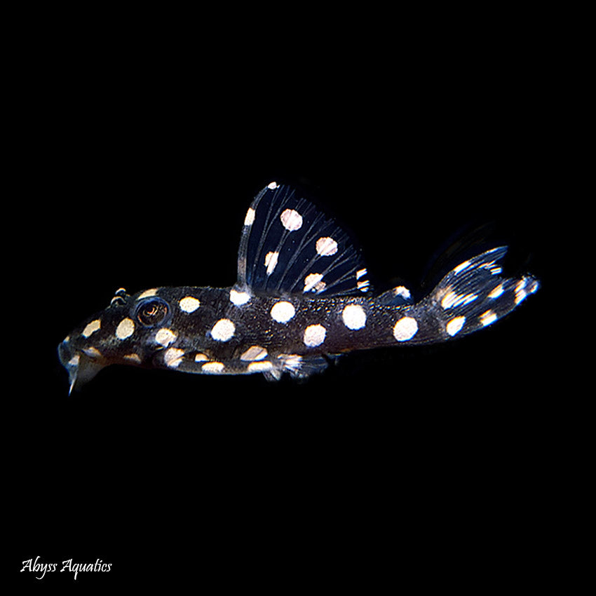 L201 Orinco Angel Snowball Pleco 2-3cm