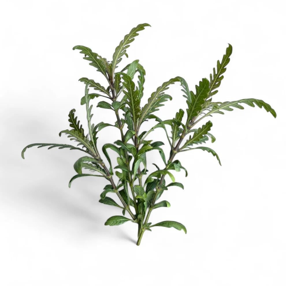 Hygrophila pinnatifida