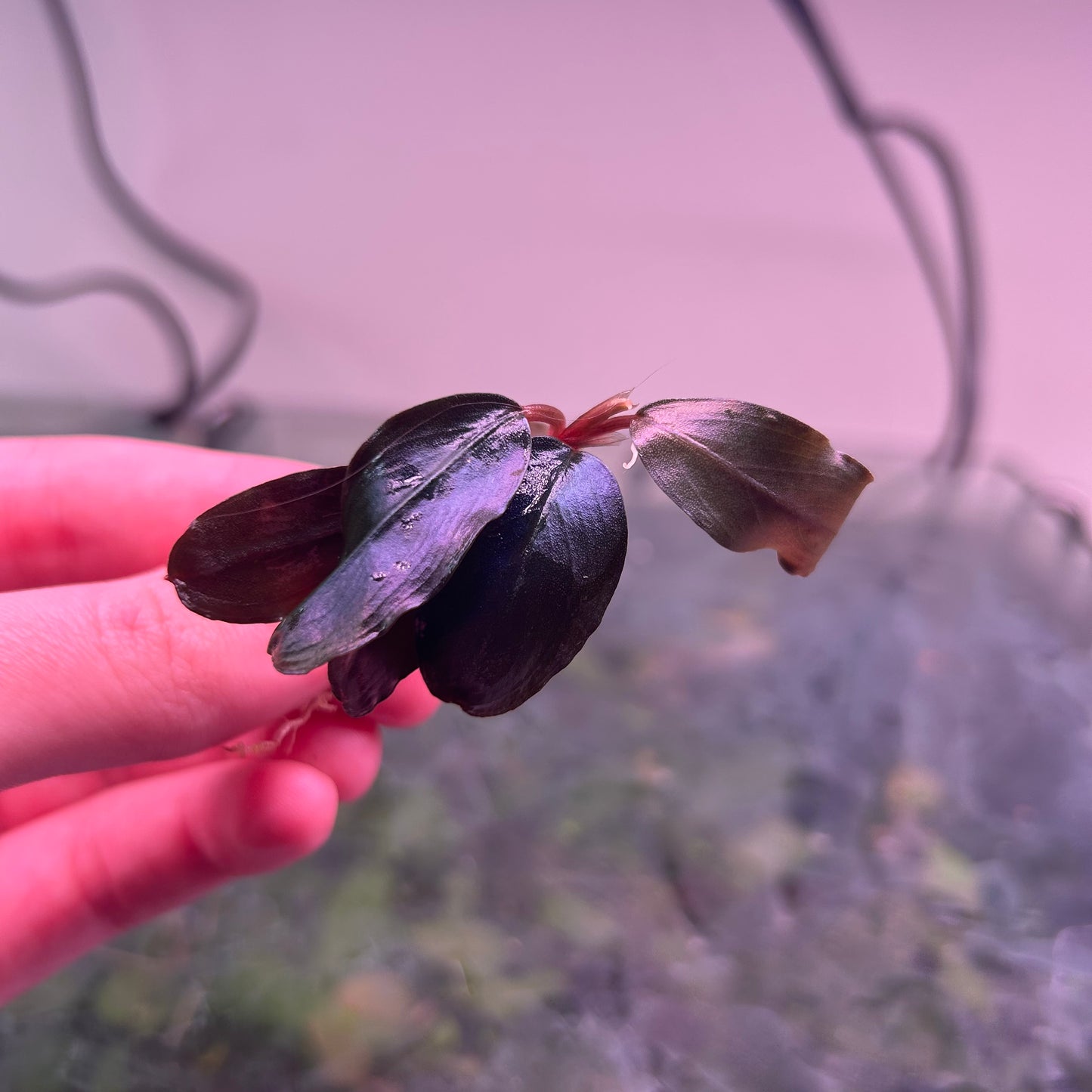 Bucephalandra Helena (Emersed Grown) Aquarium Plant