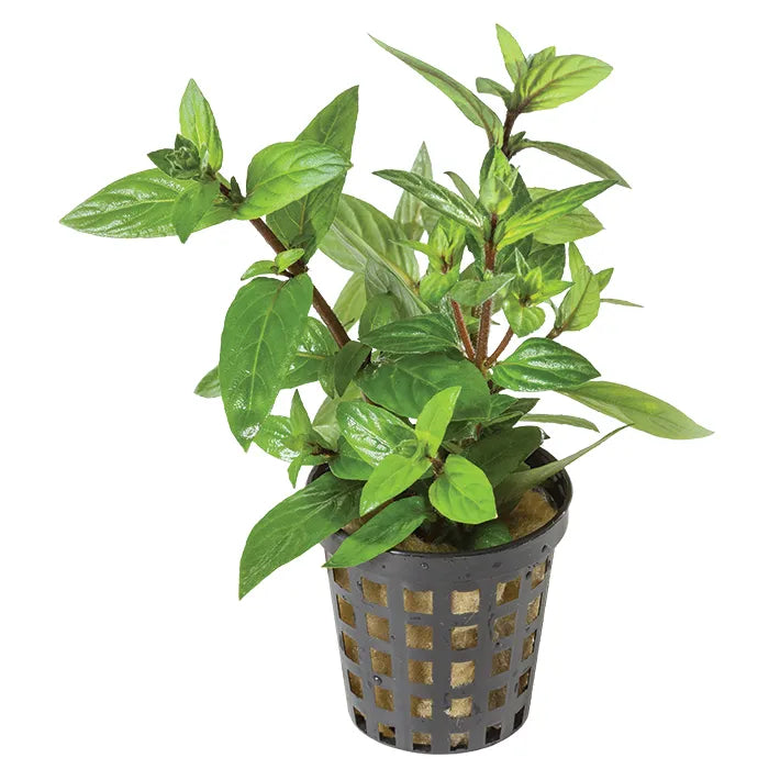 Staurogyne Repens