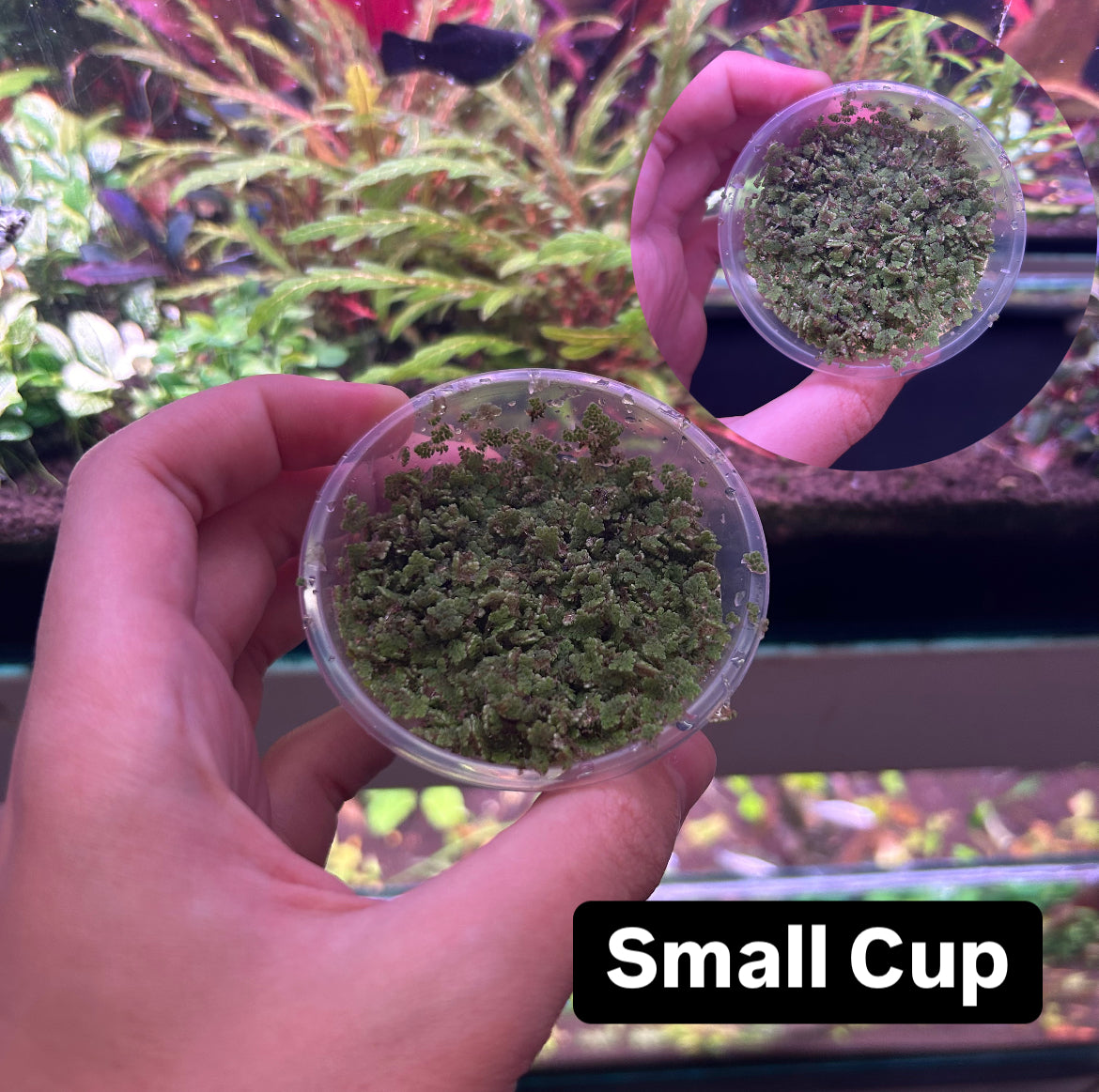 Ferny Azolla ‘Azolla pinnata’ - Floating Aquarium Pond Fish Tank Aquatic Plant