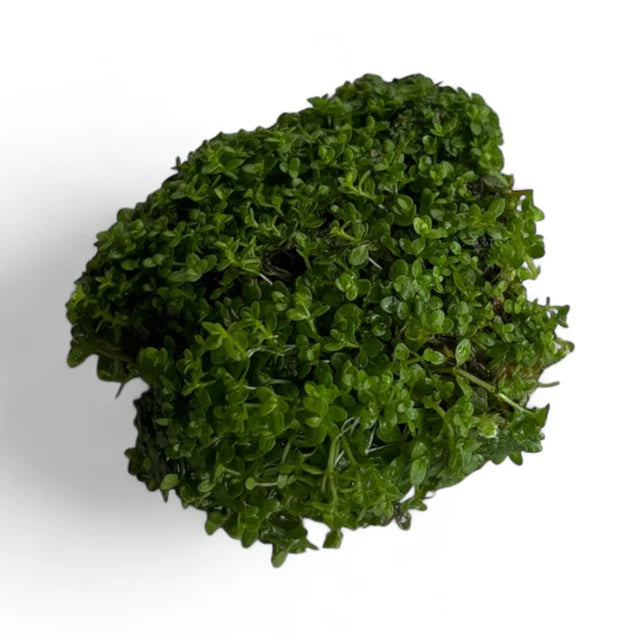 Hemianthus callitrichoides "HC Cuba”