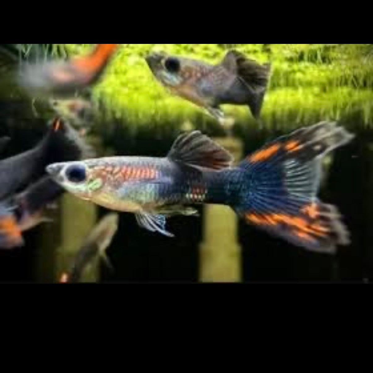 Black Flame Lyretail Male Guppy 3cm