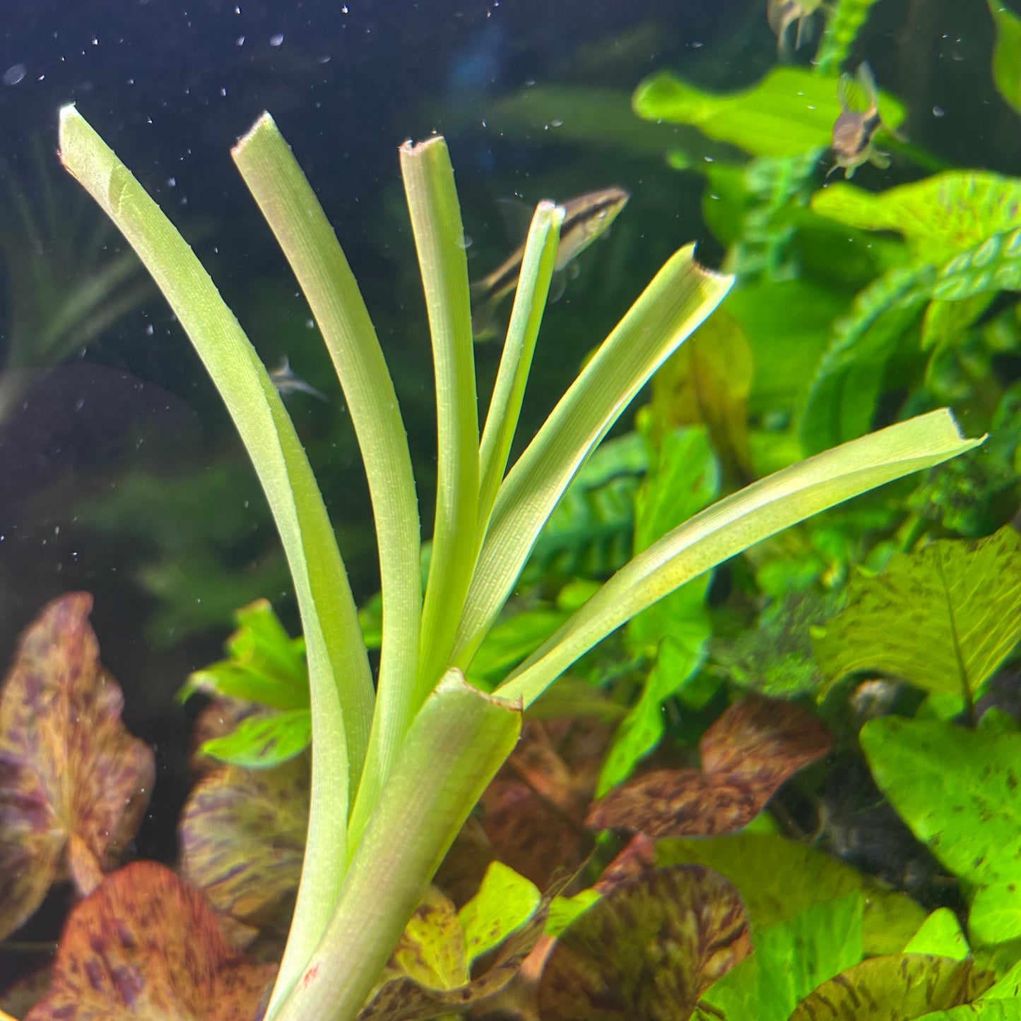 Crinum Thaianum - Aquarium plant RARE