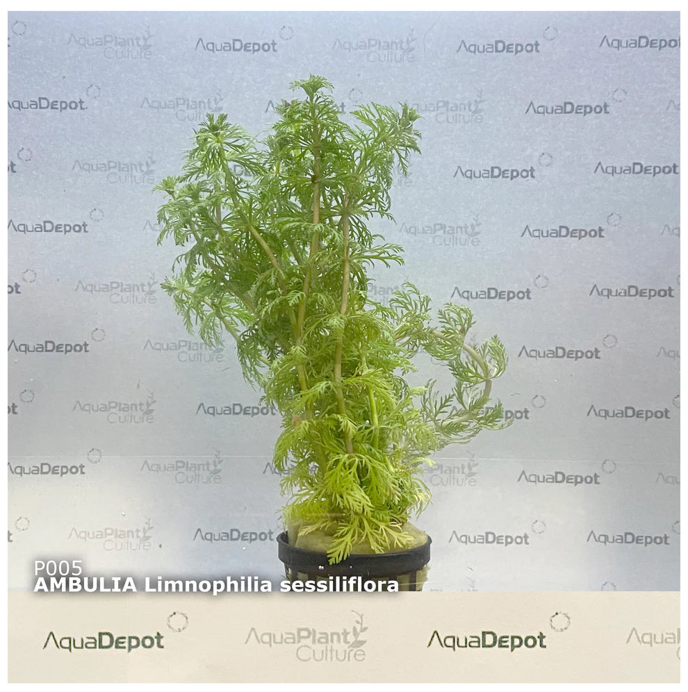 Ambulia limnophilia sessiliflora