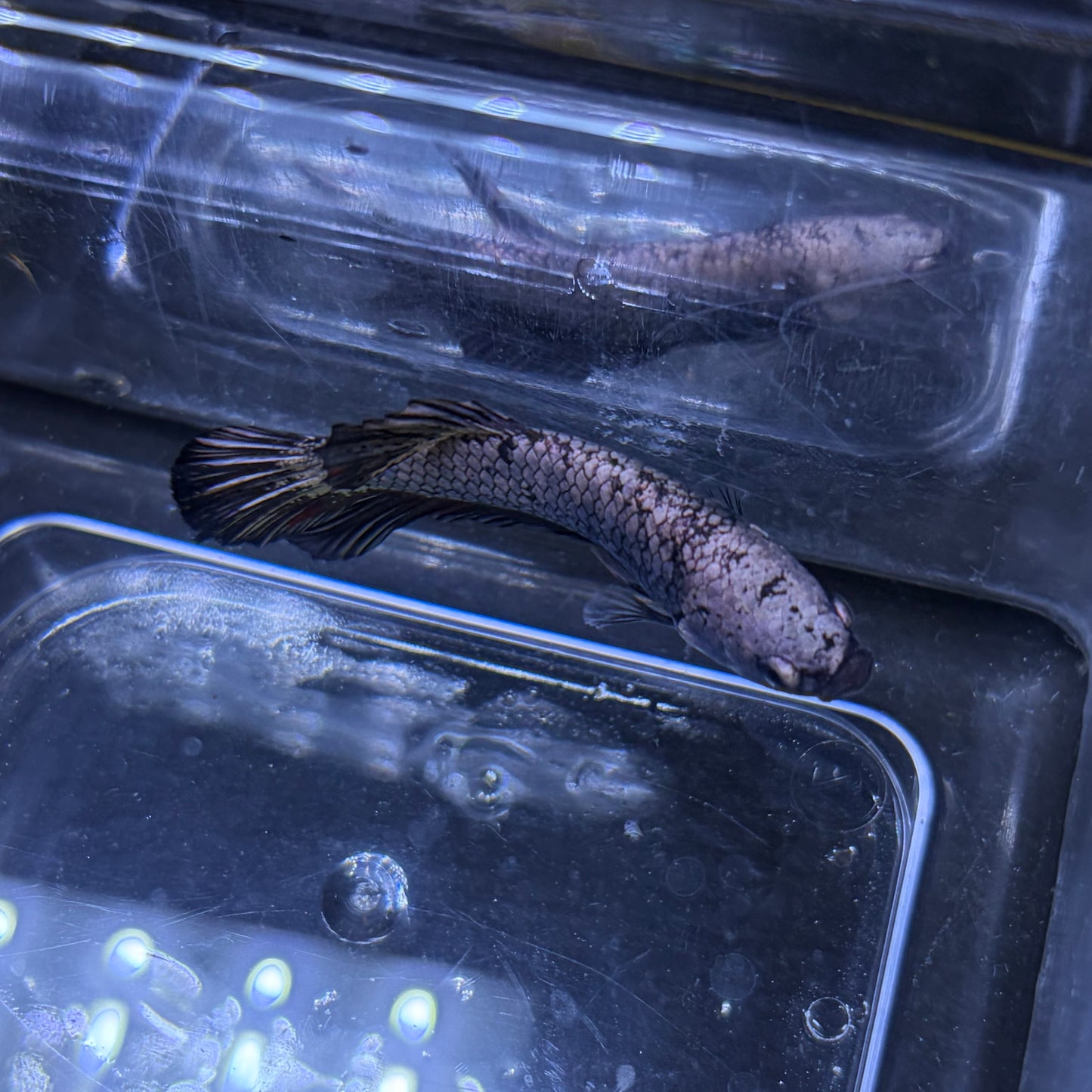 Black Samurai Male Betta 3.5cm (C)