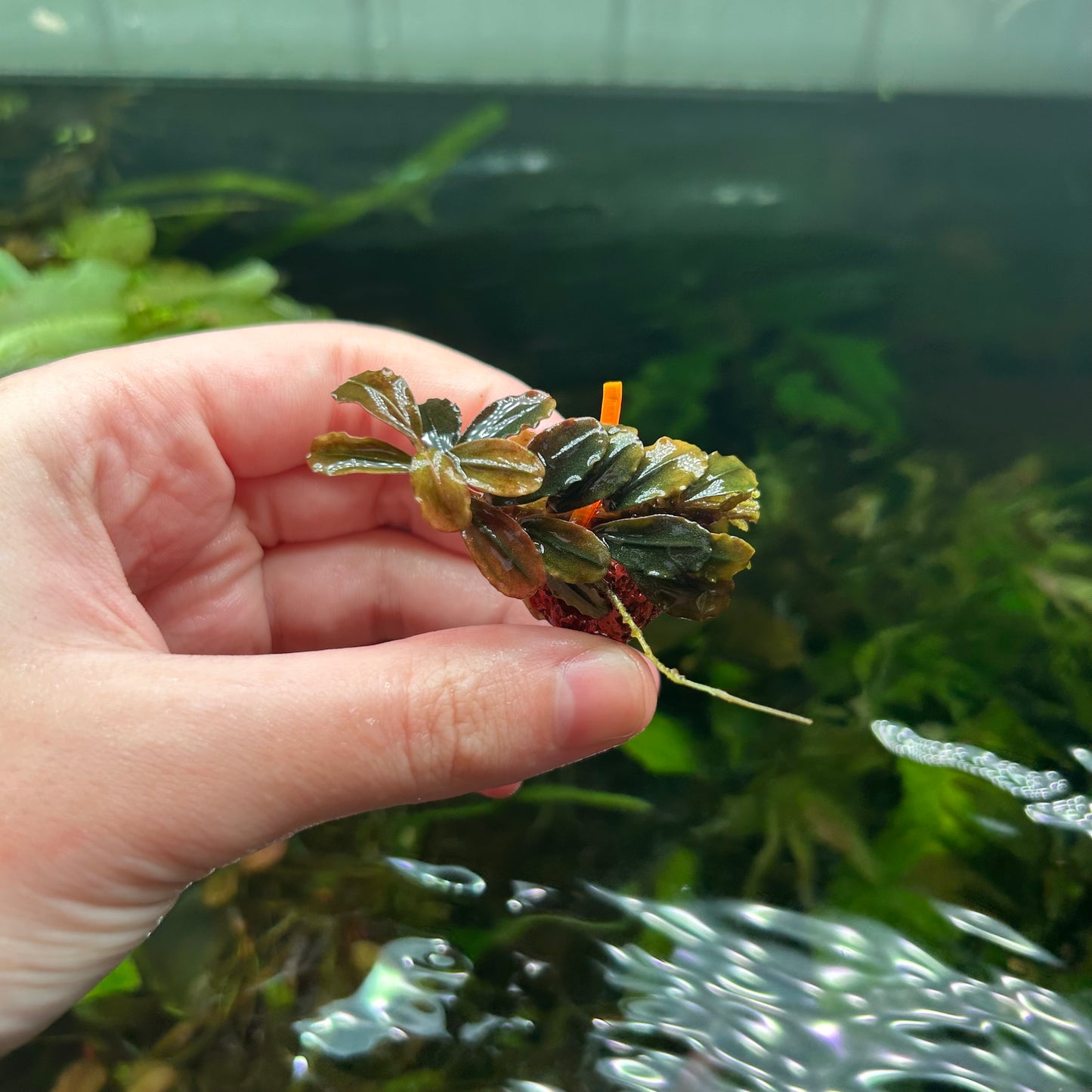 Assorted Submersed Bucephalandra