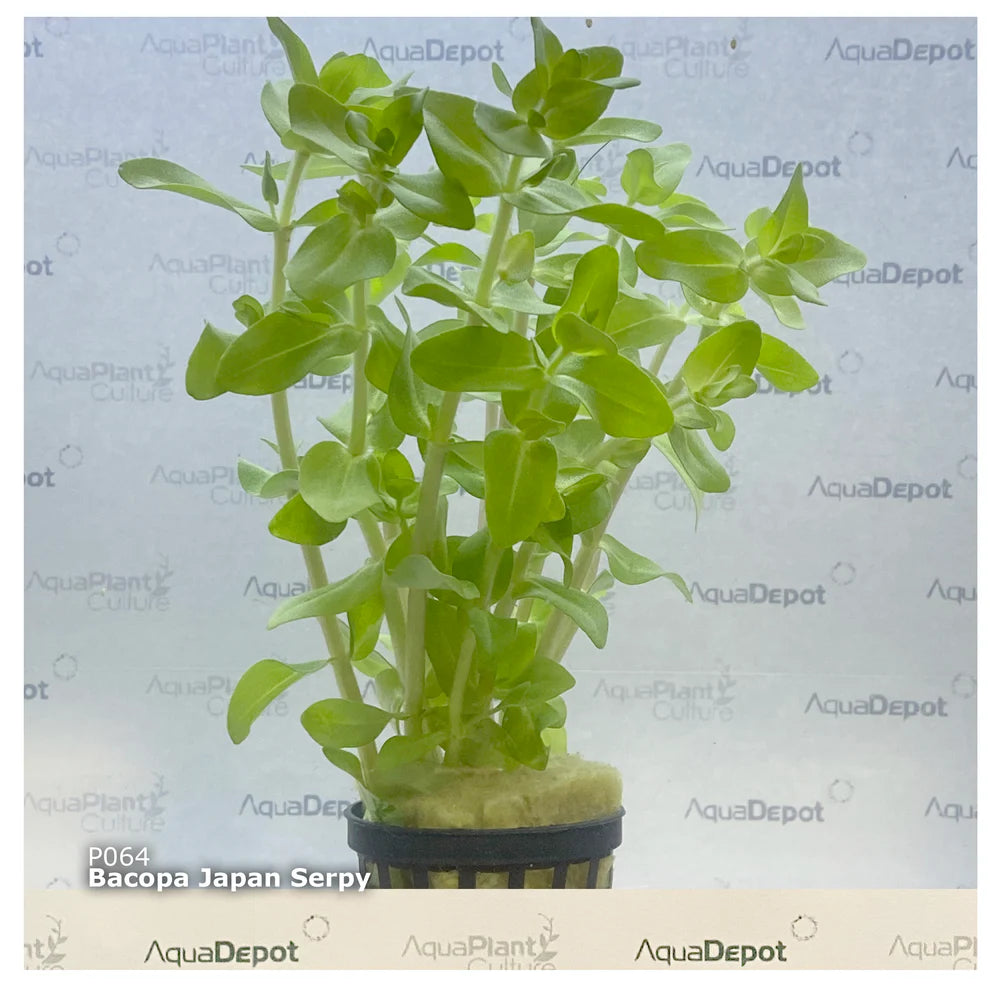 Bacopa sp japan medium serpyllifolia
