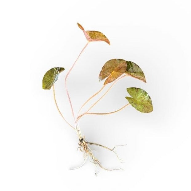 Red Tiger Lotus (WA)