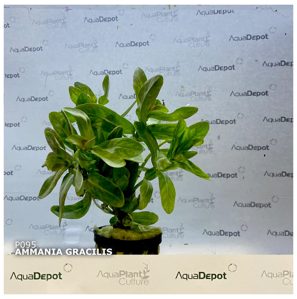Ammania gracilis ‘Rose Leaf’
