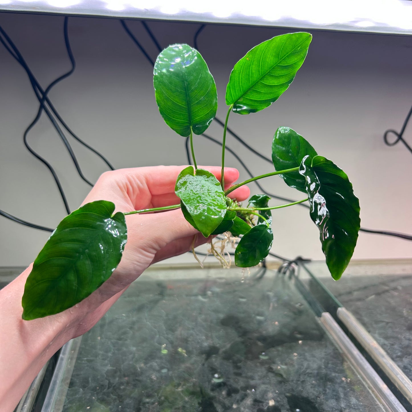 Assorted Anubias - Emersed Grown