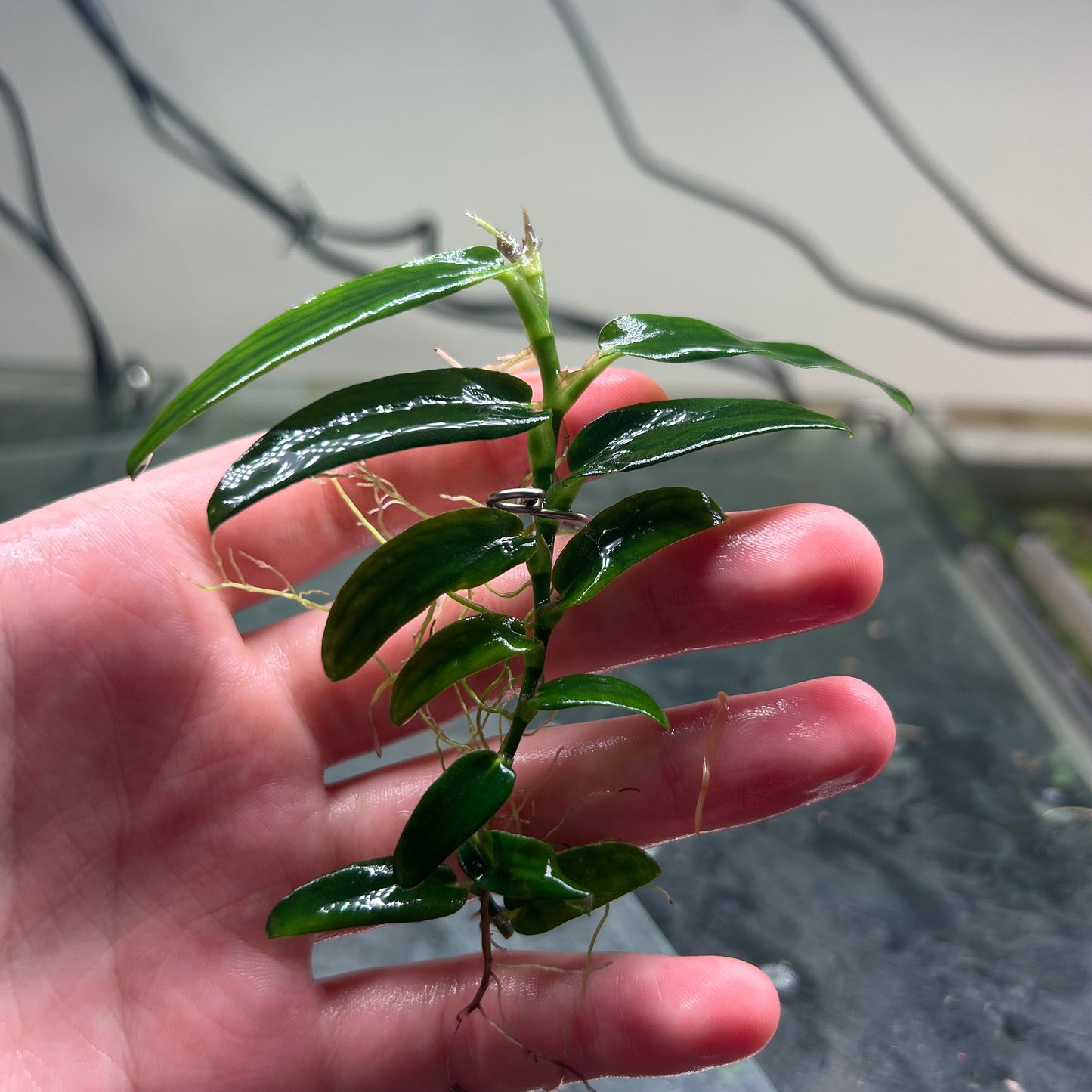 Rhaphidophora Beccari - Aquarium Plant RARE