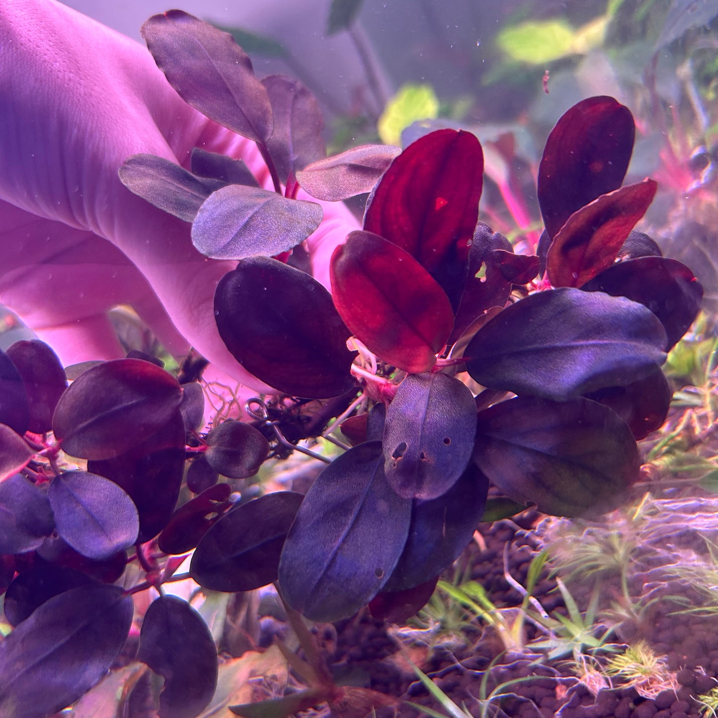Bucephalandra Bloodmoon 3-4+ leaf cutting submersed grown aquarium fish tank plant