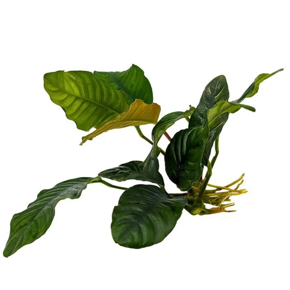 Anubias Coffeefolia