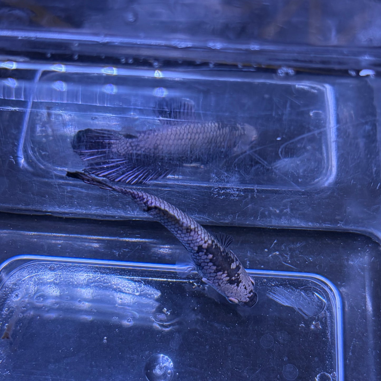 Black Samurai Male Betta 3.5cm (B)