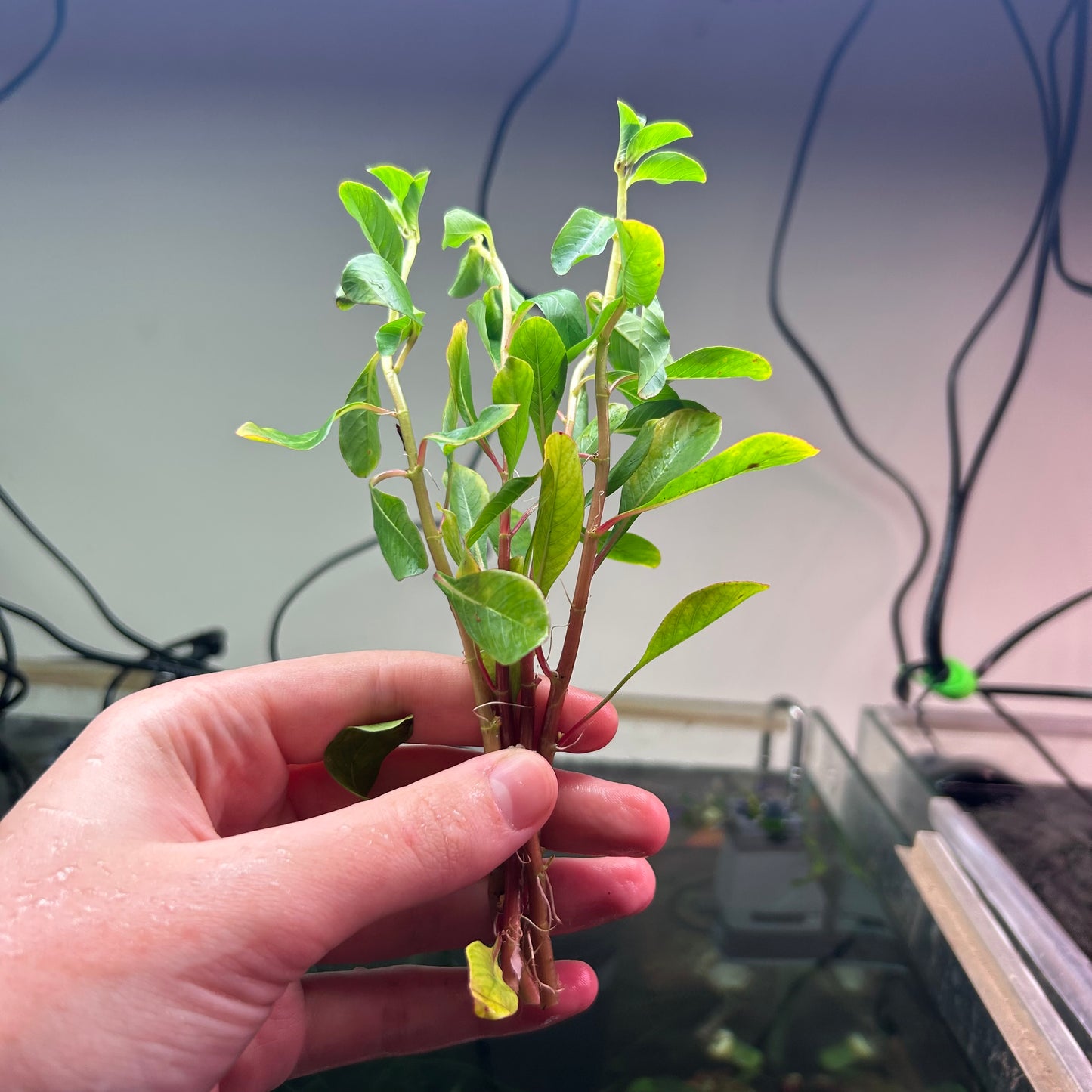 Ludwigia var. verticillata Meta - 1x Stem Emersed Grown