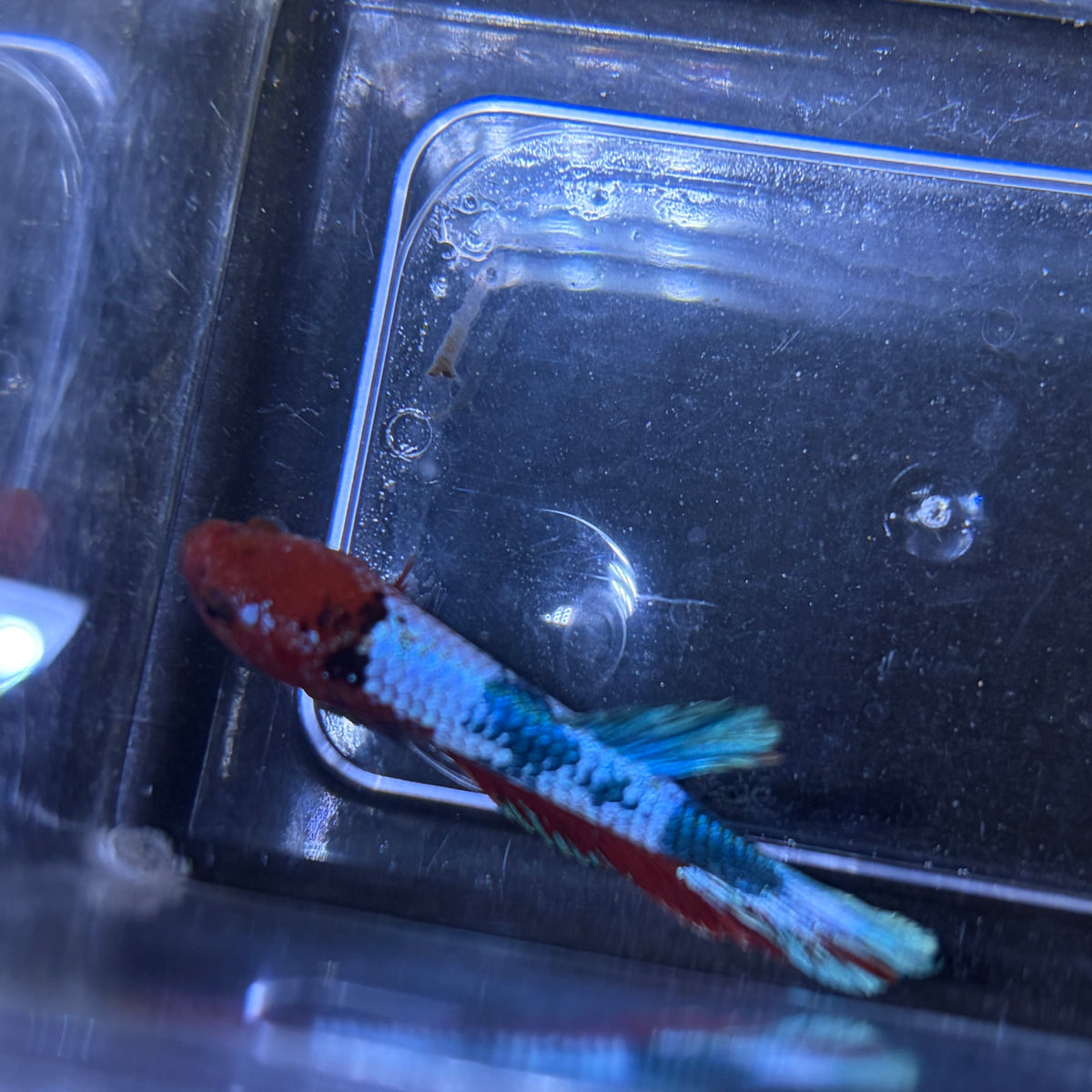 Red Hellboy Male Betta 3.5cm (A)