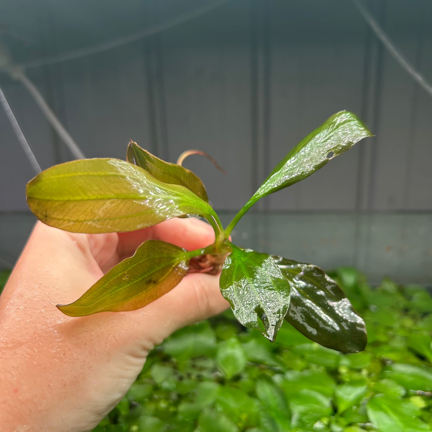 Echinodorus Apart RARE ★