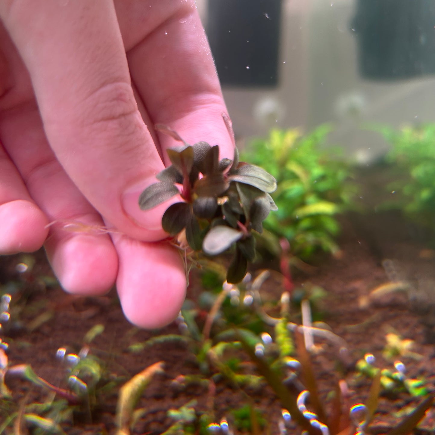 Bucephalandra Neo - Small Type Buce Emersed Grown Aquarium plant