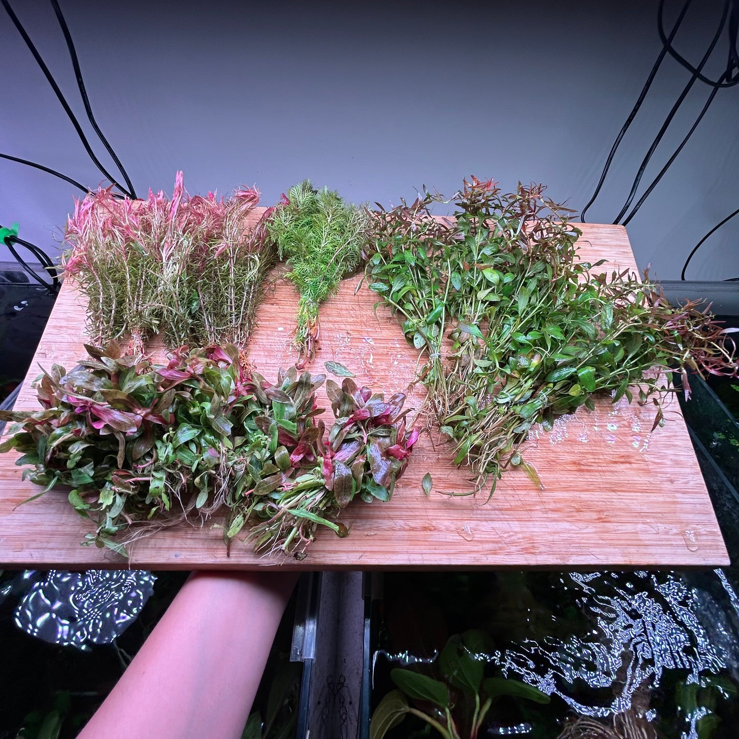 41x Mega Stem Bunch Pack + Bonus Aponogeton Crispus Red