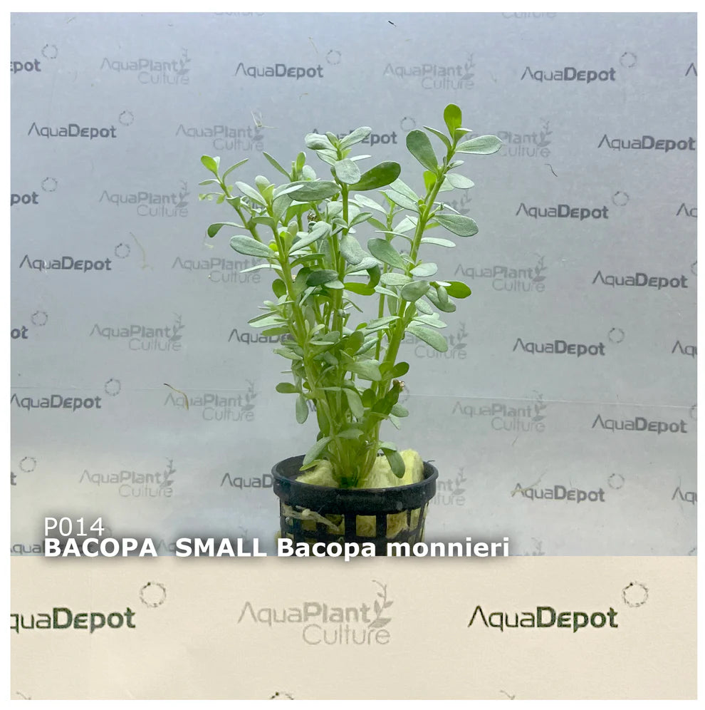 Bacopa monnieri