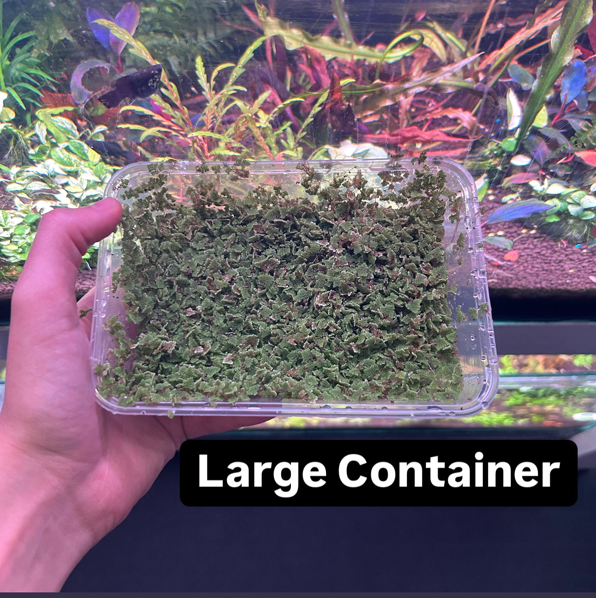 Ferny Azolla ‘Azolla pinnata’ - Floating Aquarium Pond Fish Tank Aquatic Plant