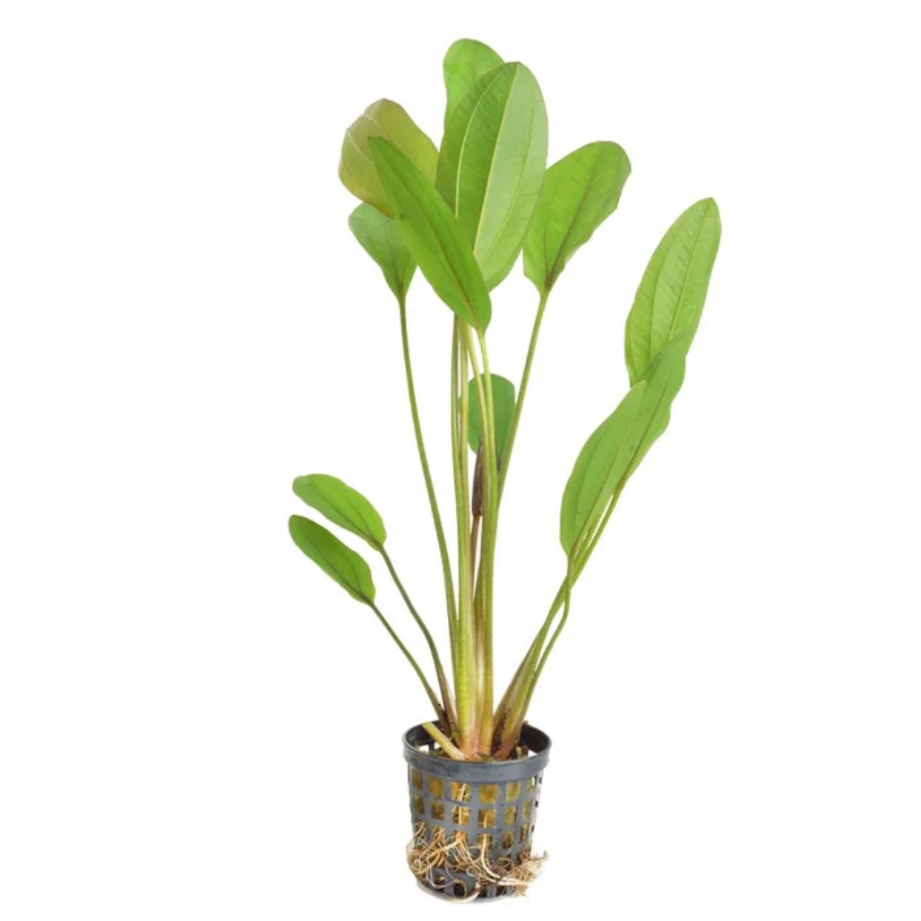 Echinodorus Lothario