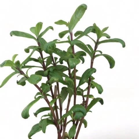 Hygrophila Ceylon