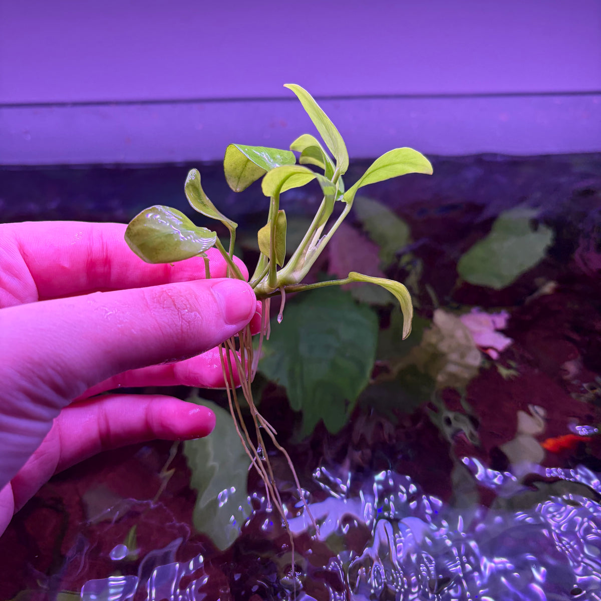 Anubias Nana Gold