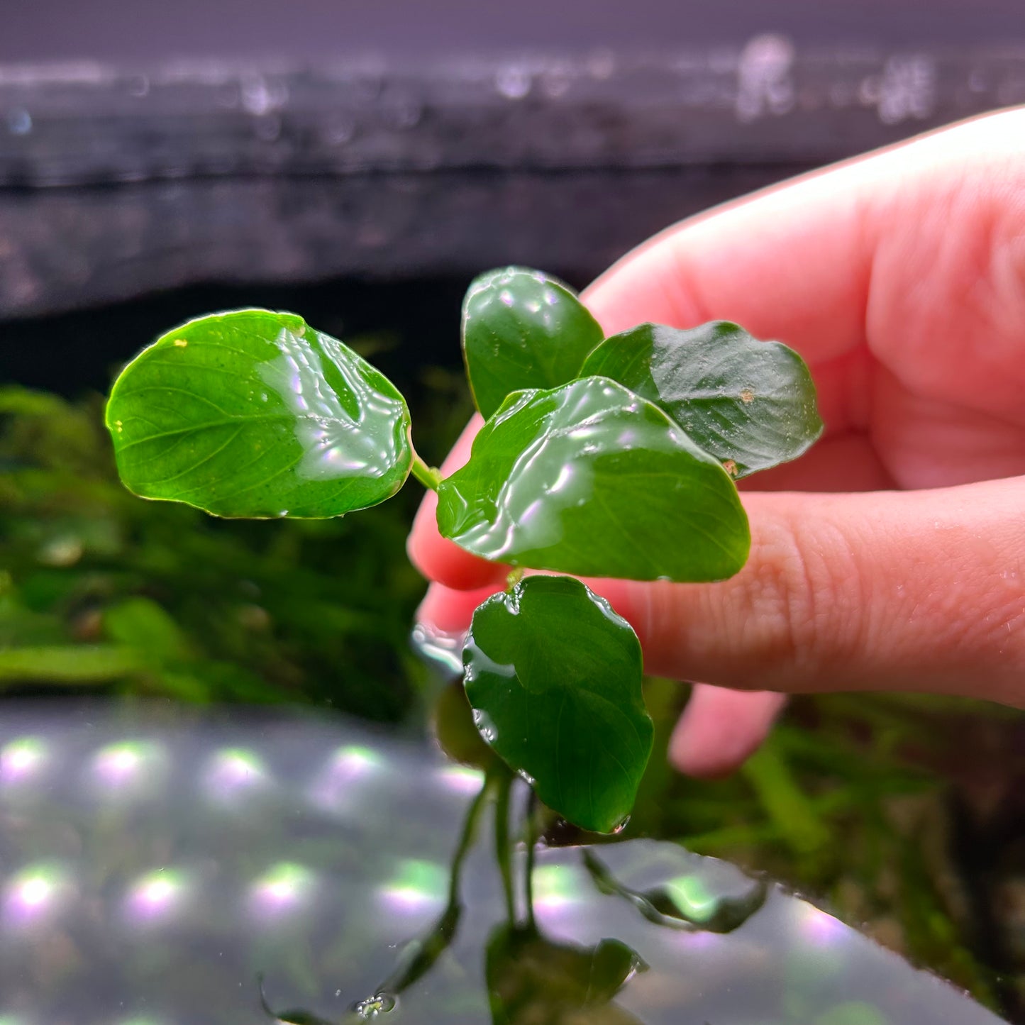 Anubias Barteri ‘Nana’ Potted 3cm Terracotta Pot - Aquarium Fish Tank Aquatic Plan