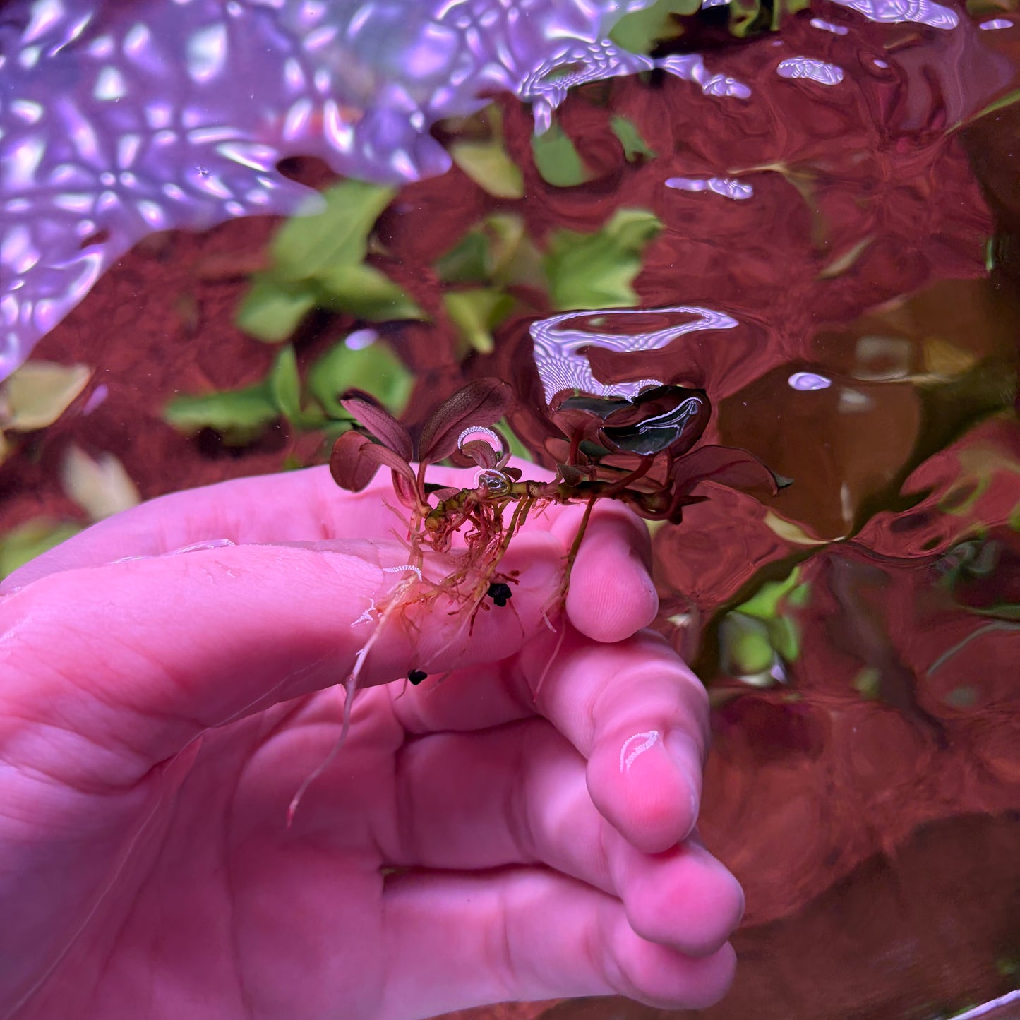 Bucephalandra Pandora Queen