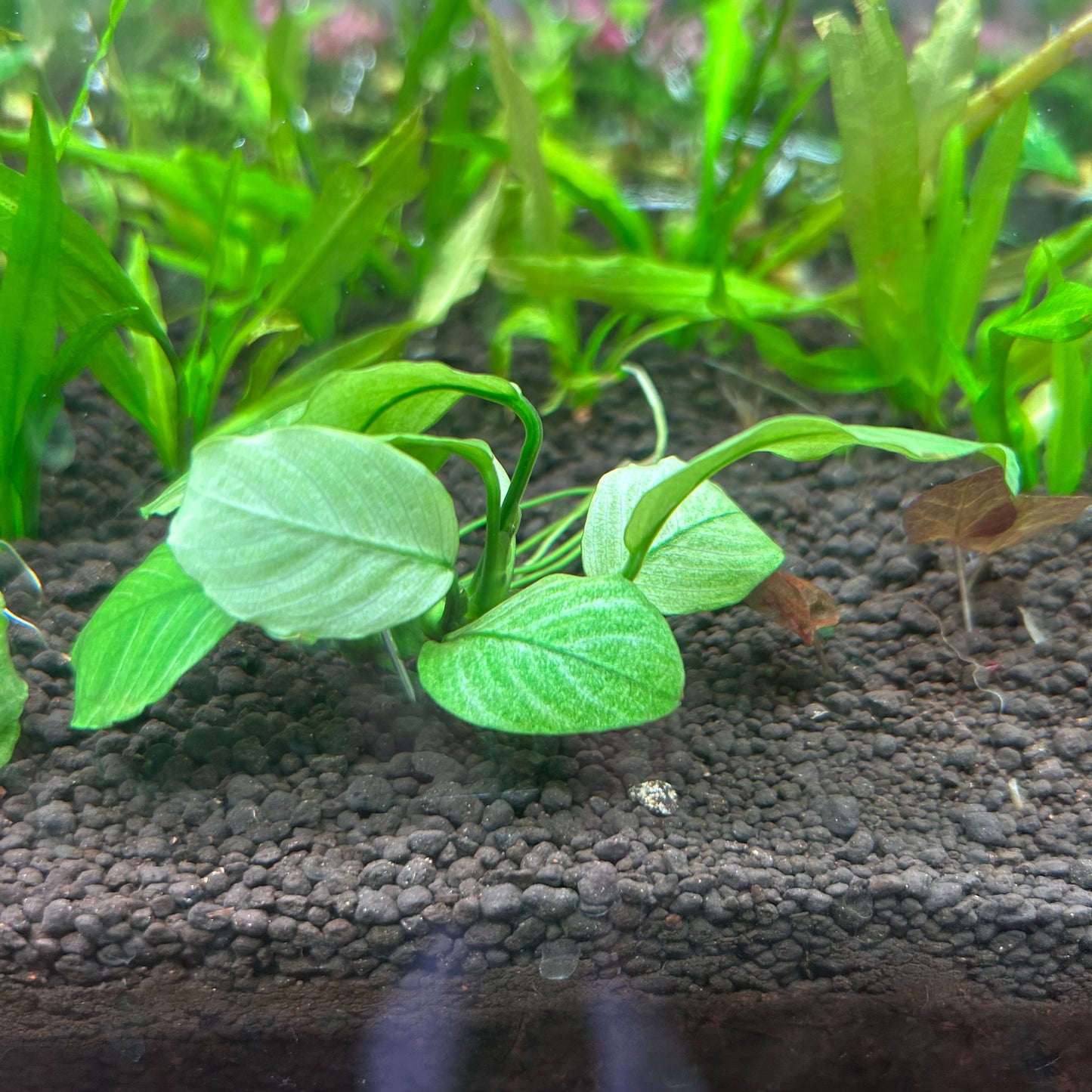 Anubias Broad Thai White Submersed grown Aquarium Fish Tank Plant RARE
