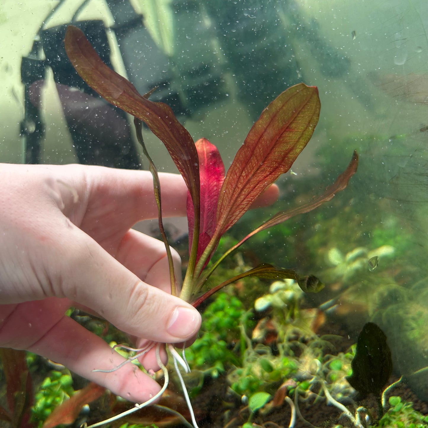 Echinodorus Black Beauty - RARE (See description)