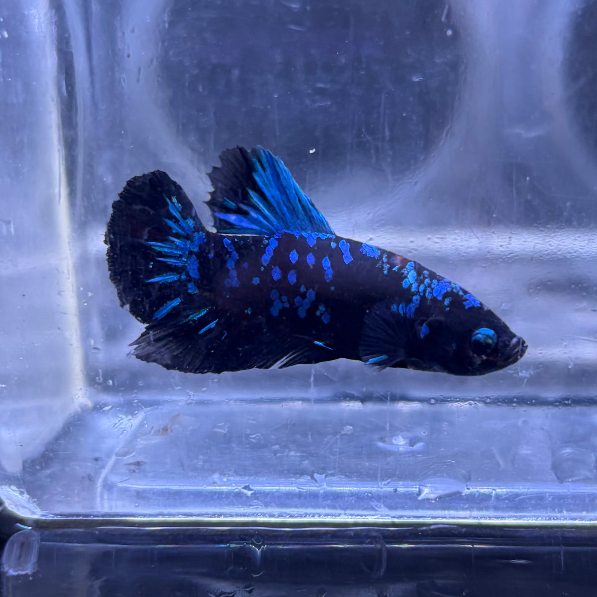 Blue Avatar Male Betta 3.5cm (A)