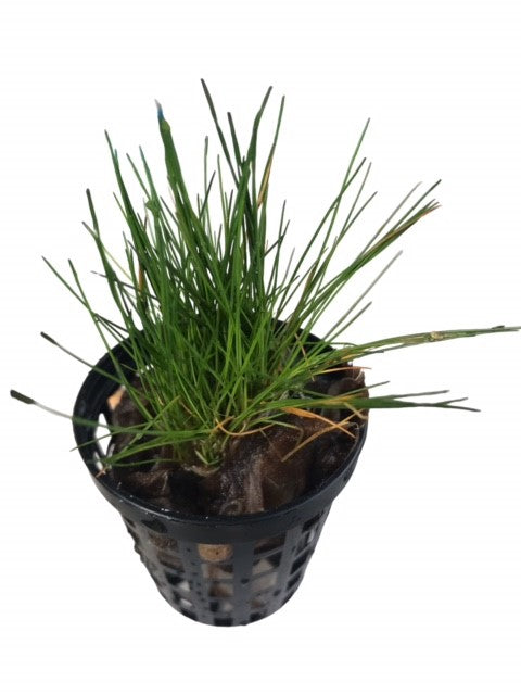 Eleocharis Belem Dwarf Hairgrass