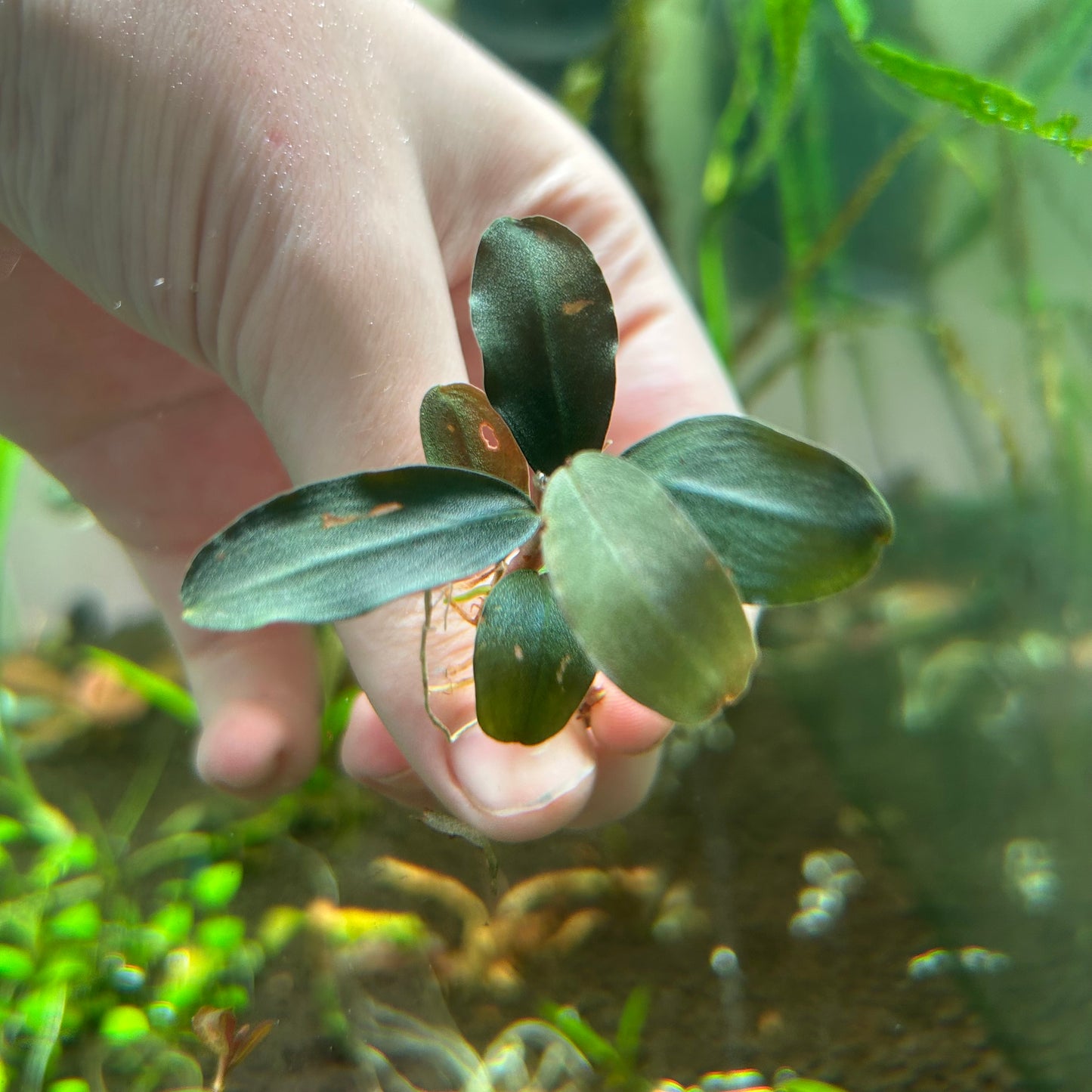 Bucephalandra Helena (Emersed Grown) Aquarium Plant