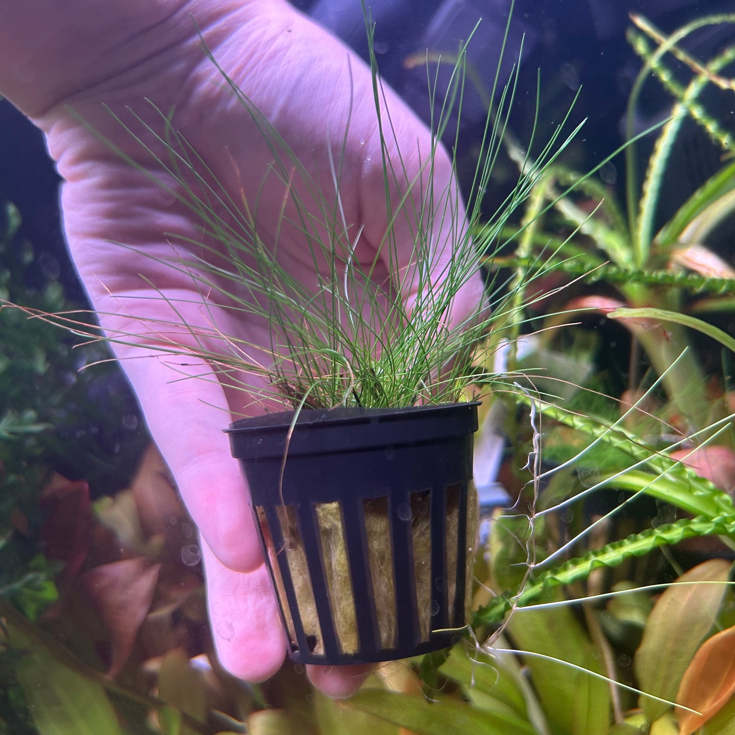 Eleocharis acicularis mini ‘Dwarf Hairgrass’ - Bare Root Aquarium Fish Tank Aquatic Carpeting Plant