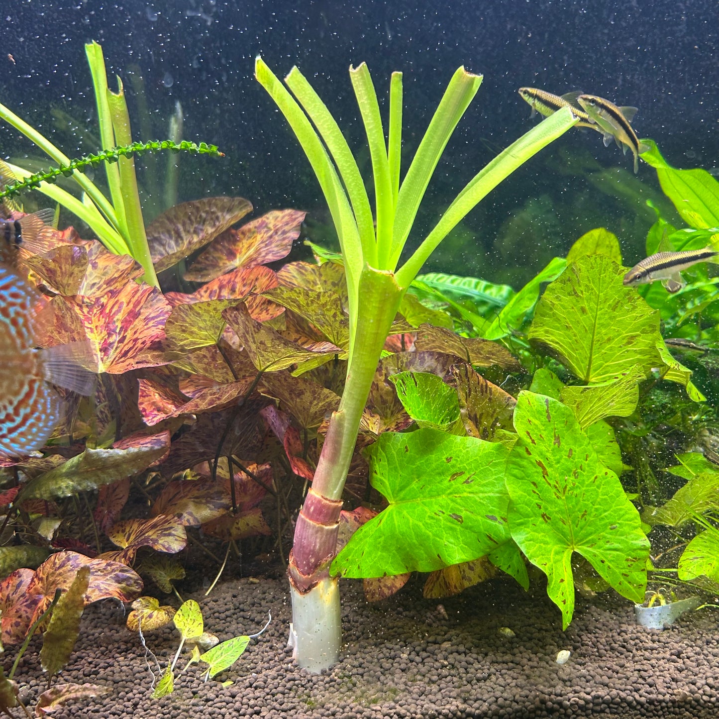 Crinum Thaianum - Aquarium plant RARE