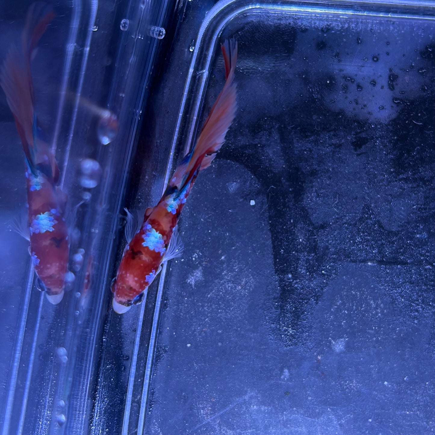 Halfmoon Multicolour/Koi Male Betta 3.5cm (D)