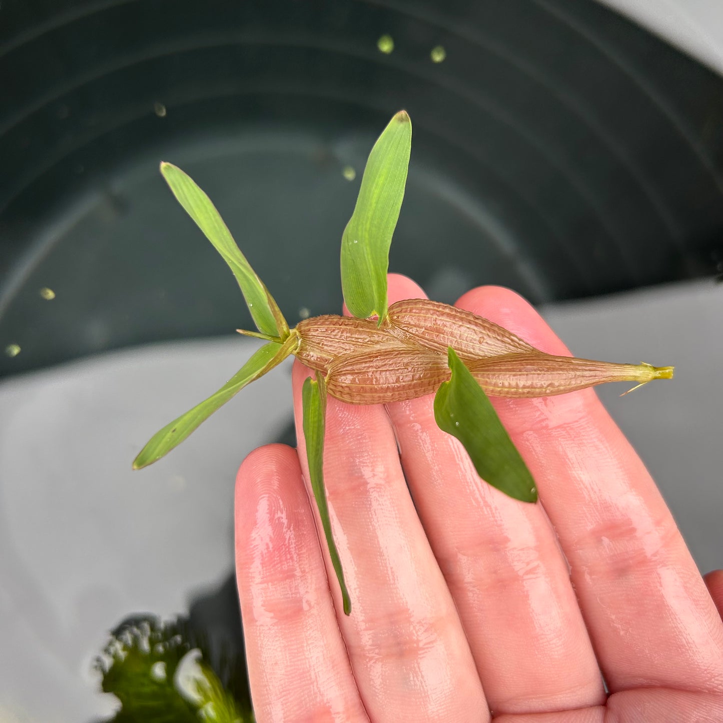 Floating Bamboo ‘Hygroryza aristate’ Aquarium Fish Tank Aquatic Plant