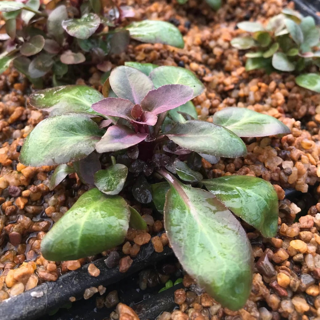 Lobelia cardinalis