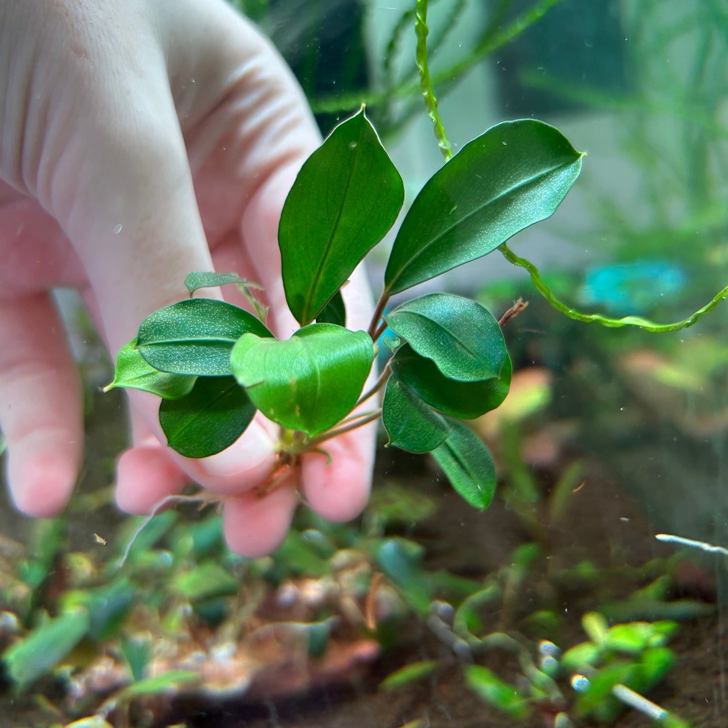 Bucephalandra Red Heart (Emersed)