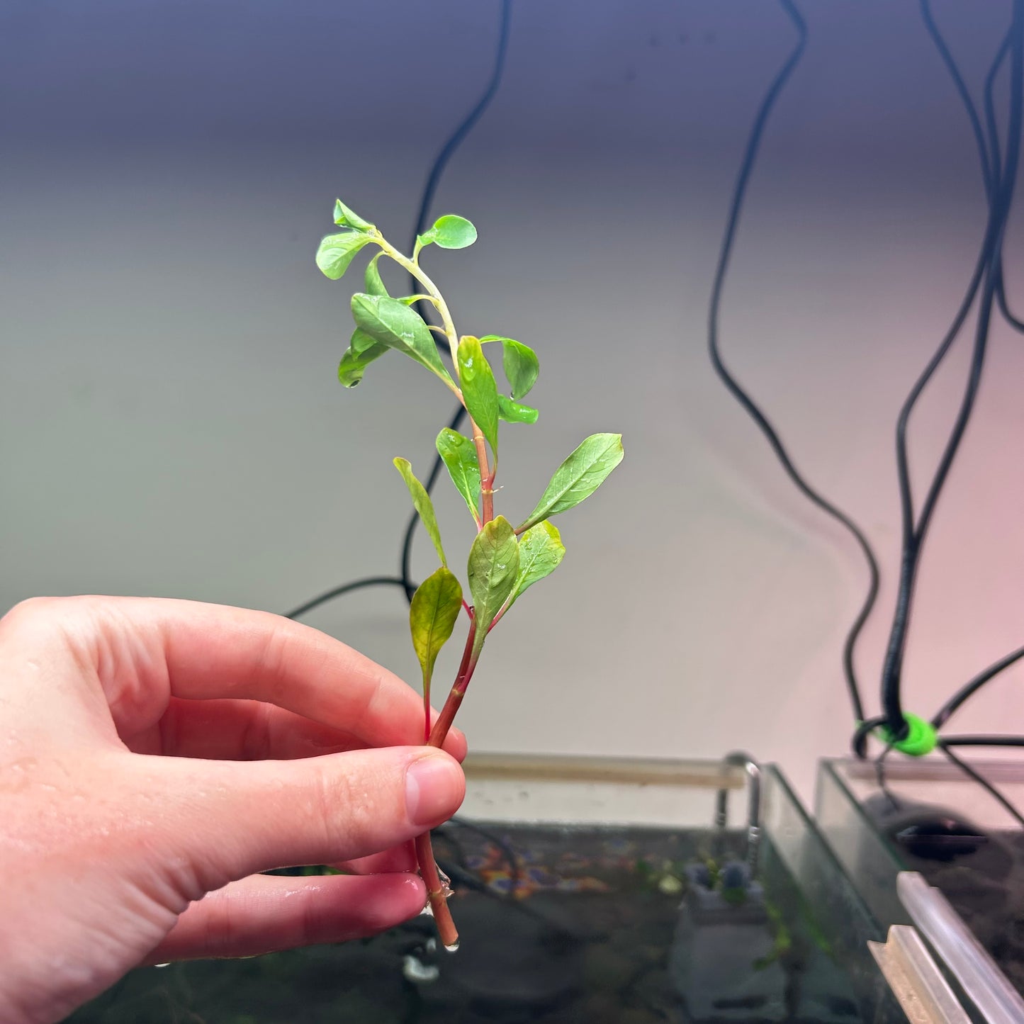 Ludwigia var. verticillata Meta - 1x Stem Emersed Grown